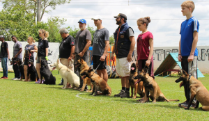 Adestramento de Alto Padrão: Transforme Seu Cão em um Exemplo de Comportamento