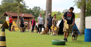 A Diferença entre Educar um Cão e Adestrá-lo: Um Olhar Profundo