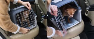 A Importância do Treinamento para o Cão Ficar na Caixa de Transporte em Viagens